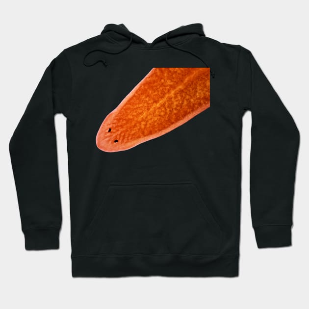 Planaria worm under the microscope Hoodie by SDym Photography